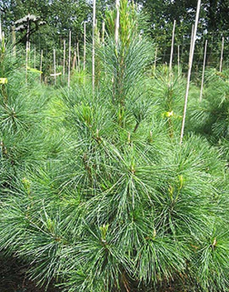  
Pinus peuce